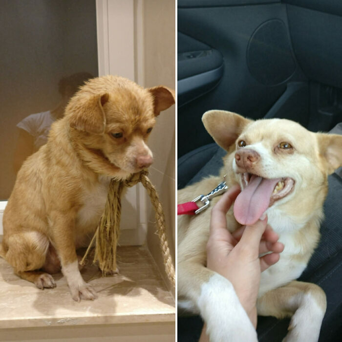 Before and after photo of a rescued pet, a small brown dog, showing its transformation from neglected to joyful.