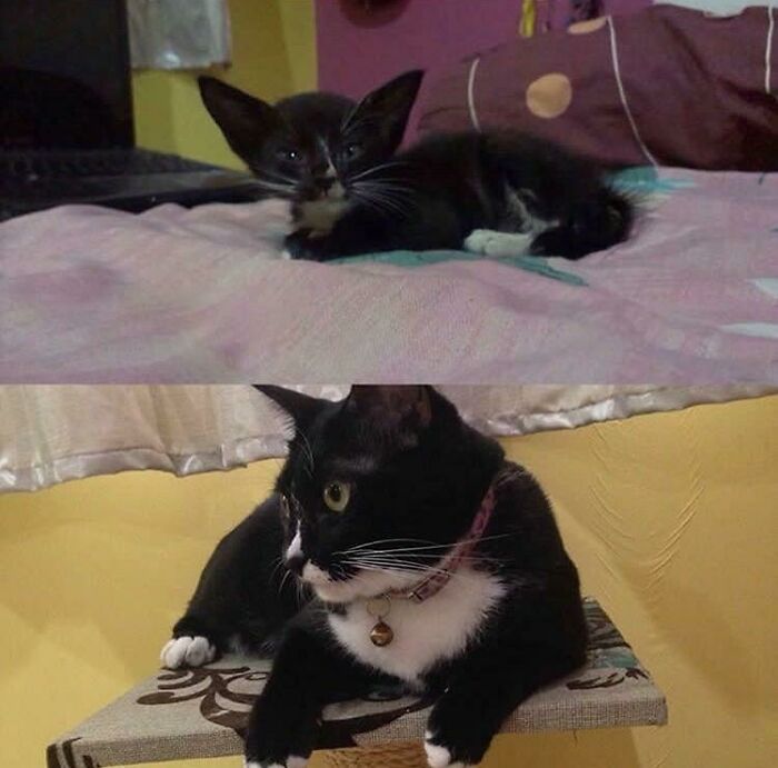 Before and after photo of a rescued pet, a black and white cat, showing its transformation from kitten to adult cat.