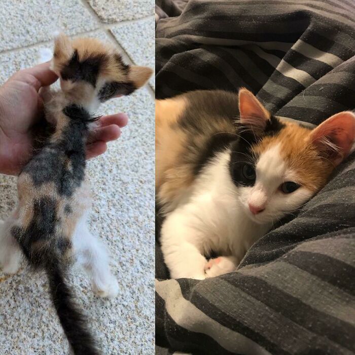 Before and after photos of a calico rescued pet, a kitten transforming into a healthy, relaxed cat.