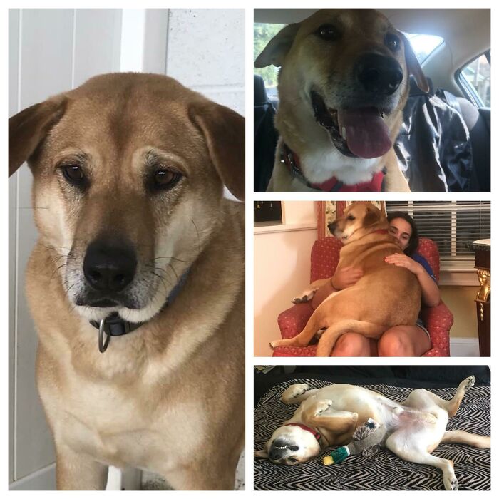 Before and after photos of a tan rescued pet, a happy dog in a car, sitting on a lap, and playing.