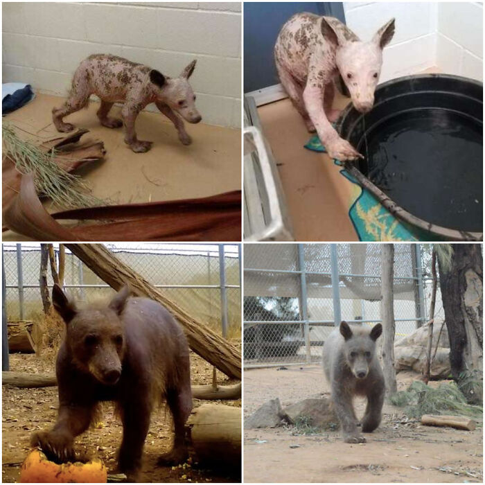 Before and after photos of rescued pets: A bare dog and bear transformed after being rescued.