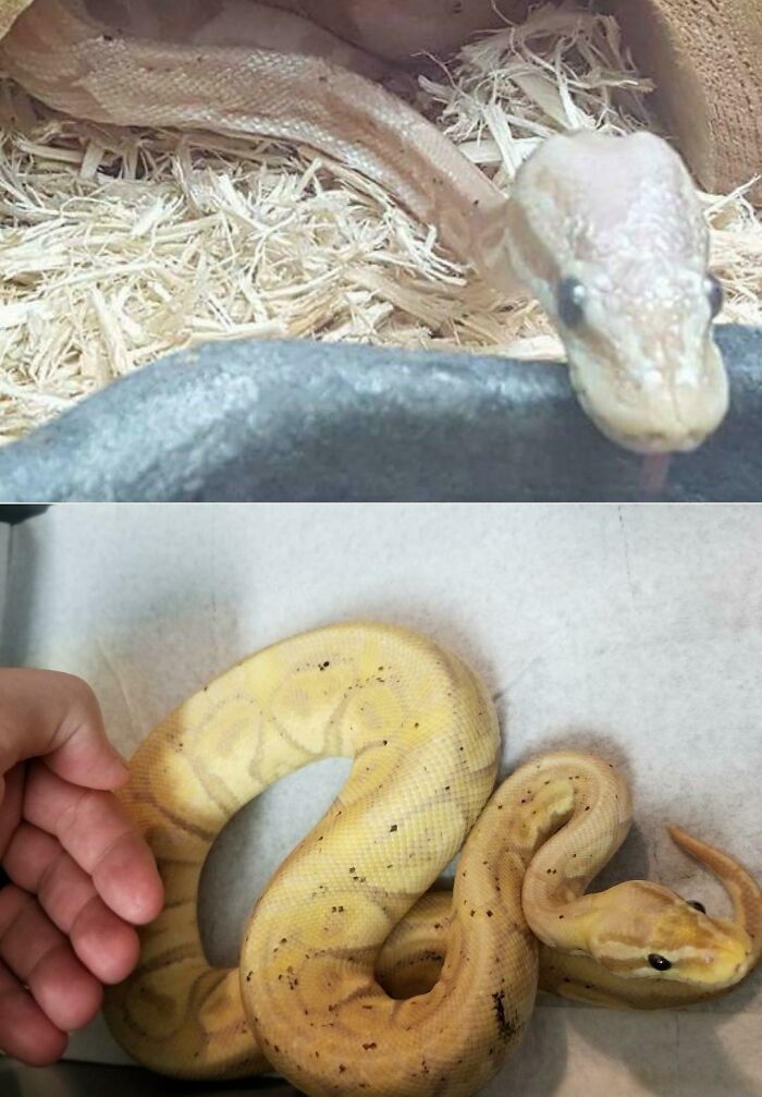 Before and after photos of rescued pets: A snake before and after being rescued.