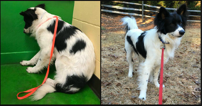 Before and after photos of rescued pets: A black and white dog's transformation after being rescued.