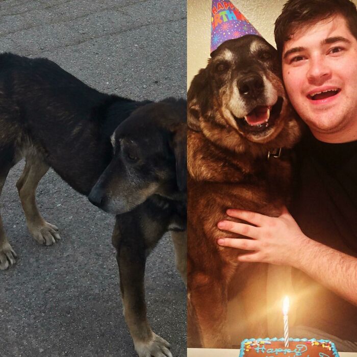 Before and after photos of rescued pets: A man hugging his dog at a birthday celebration.