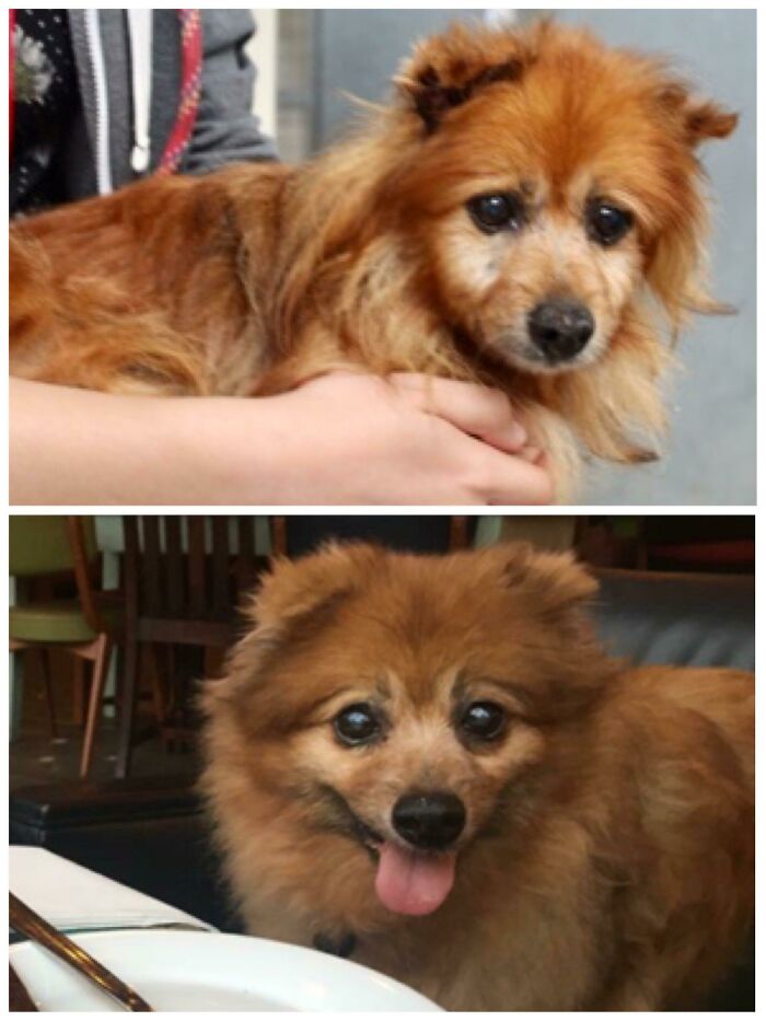 Before and after photos of rescued pets: A cute dog's transformation after being rescued.