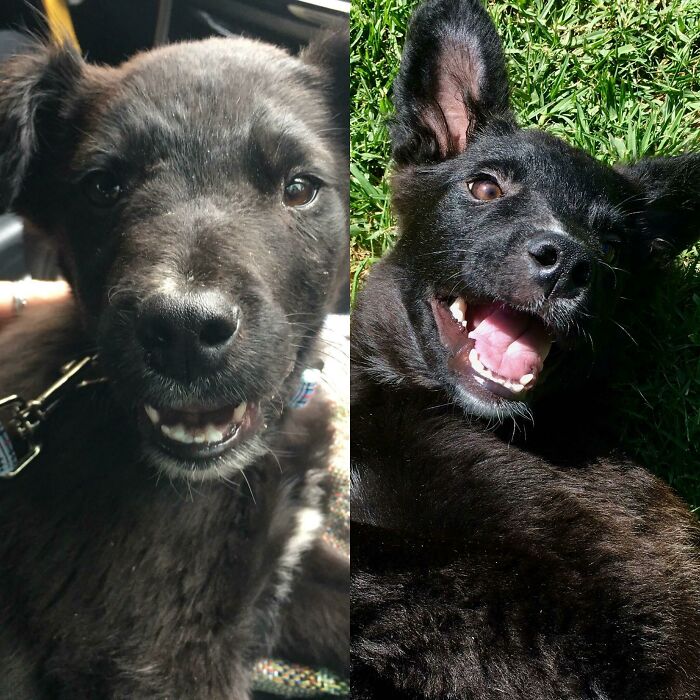 Before and after photos of a black rescued pet, a happy dog enjoying life in the grass.