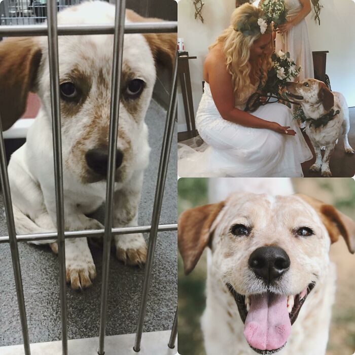 Before and after photos of a white and brown rescued pet, showing a dog at a wedding and a happy portrait.