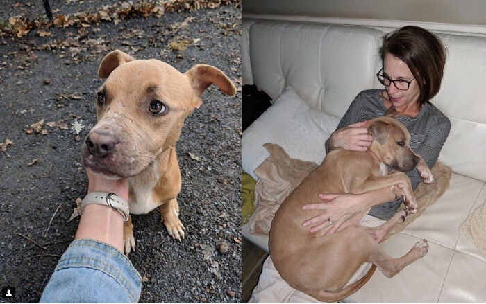 Before and after photos of a tan rescued pet, a small dog becoming a beloved companion.