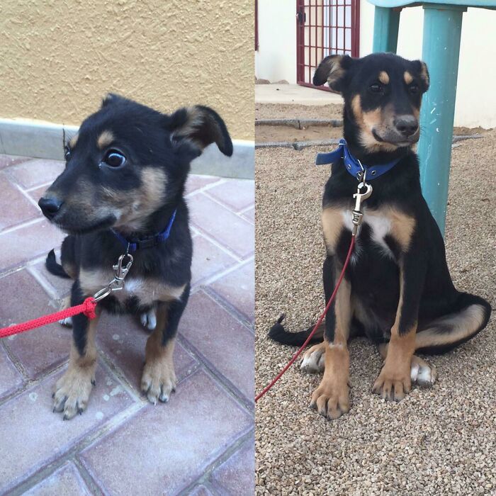 Before and after photos of a small rescued pet, a dog, growing bigger and healthier.