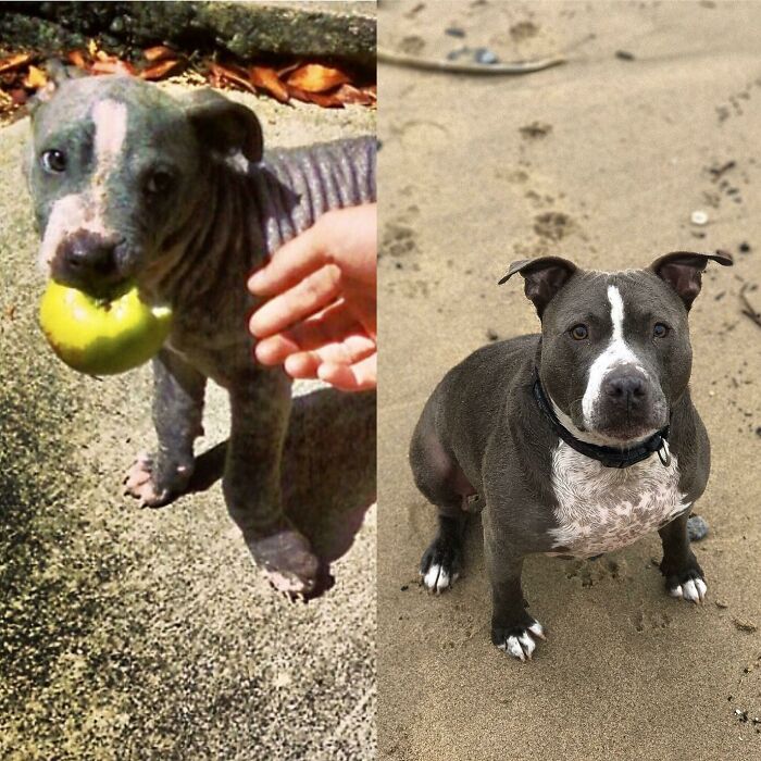 Before and after photos of a rescued pitbull, highlighting its incredible improvement.