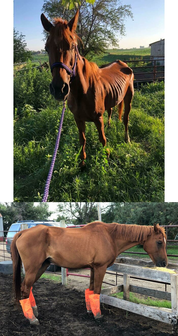 Before and after photos of a rescued horse, illustrating its progress in gaining weight and health.