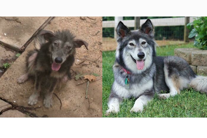Before and after photos of a rescued dog, showcasing its remarkable recovery and beautiful fur.