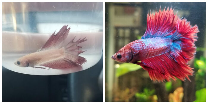 Before and after photo of a rescued pet, a Betta fish, showing its vibrant transformation.