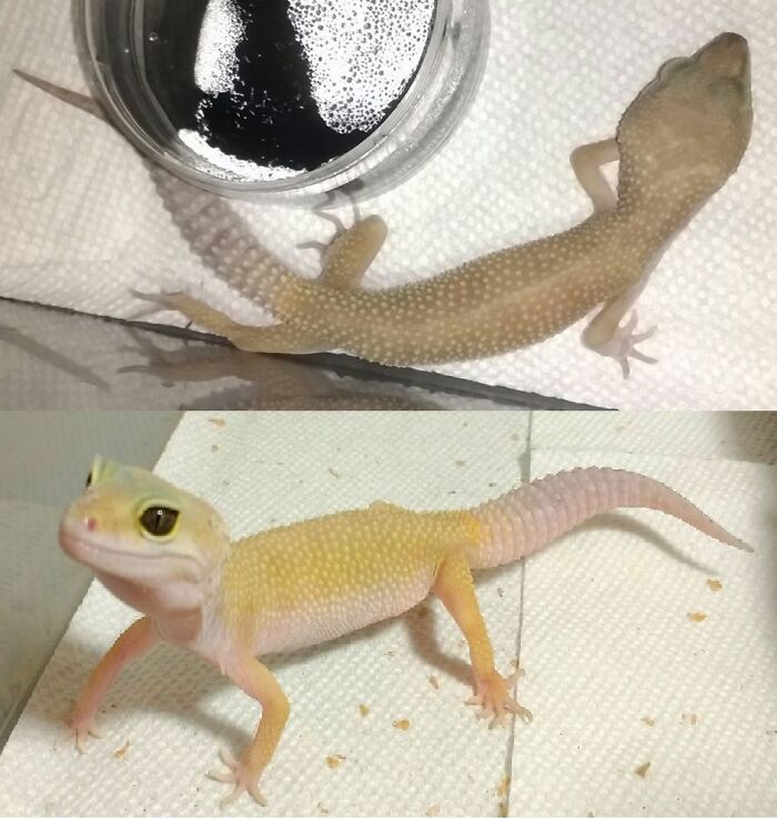 Before and after photo of a rescued pet, a gecko, looking healthier and more colorful.