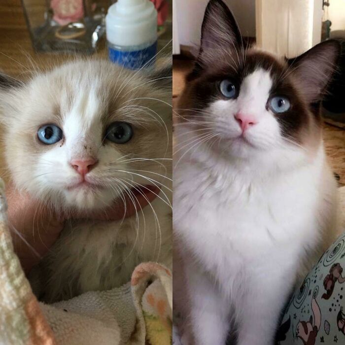 Before and after photo of a rescued pet, a kitten with blue eyes and the same cat grown up.