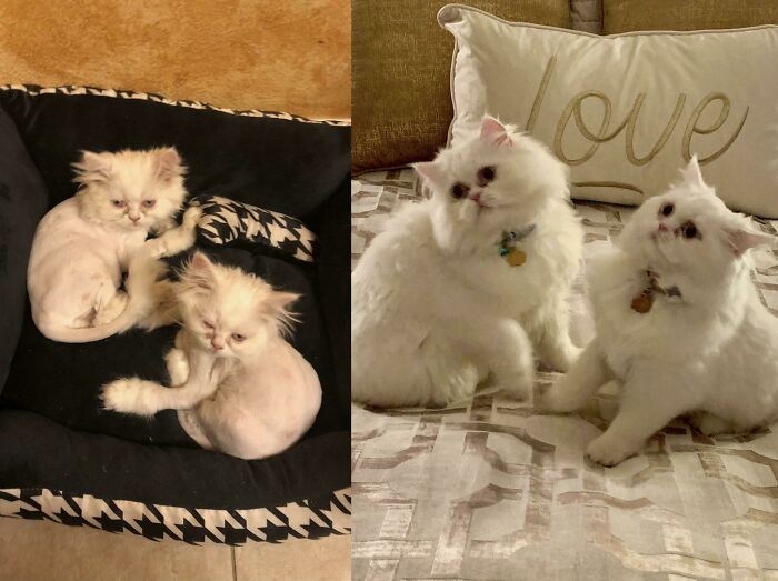 Before and after photos of two white rescued pets, fluffy and healthy after being adopted.