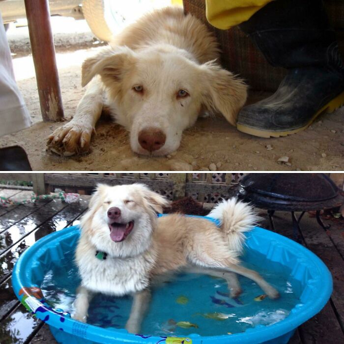 Before and after photos of a rescued pet, a dog, looking happy while playing in a small pool.