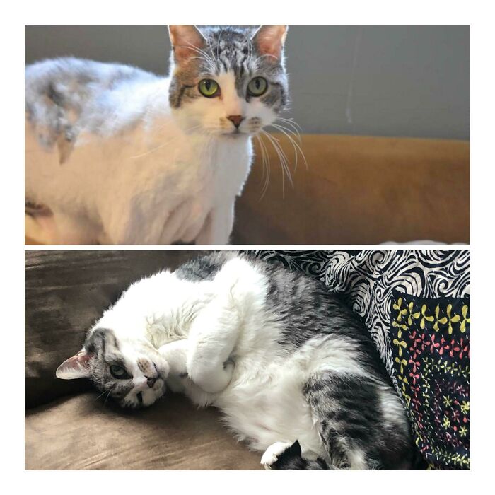 Before and after photos of a cat, a rescued pet, looking much happier and relaxed.