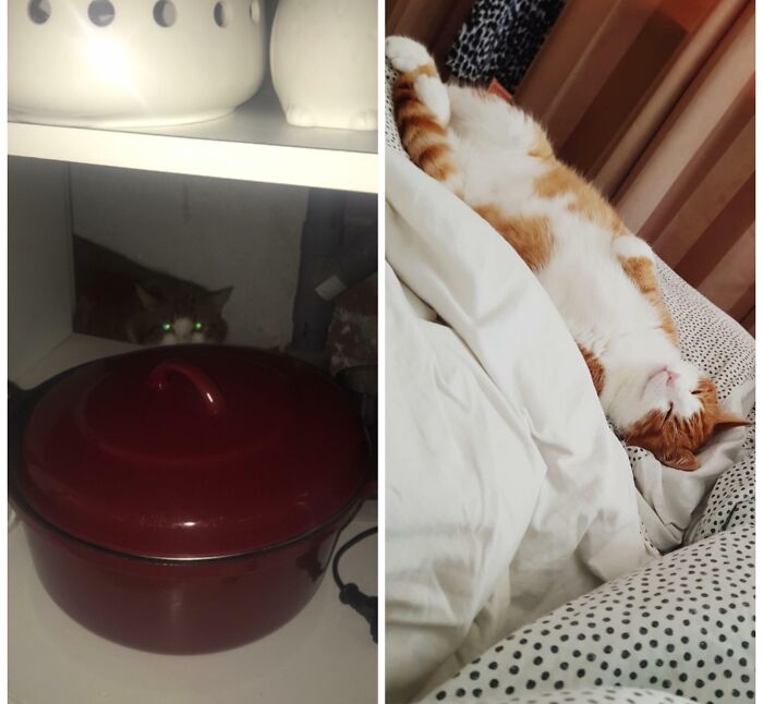 Before and after photos show a rescued pet, an orange and white cat hiding shyly, then relaxed and sleeping, a heartwarming pet transformation.