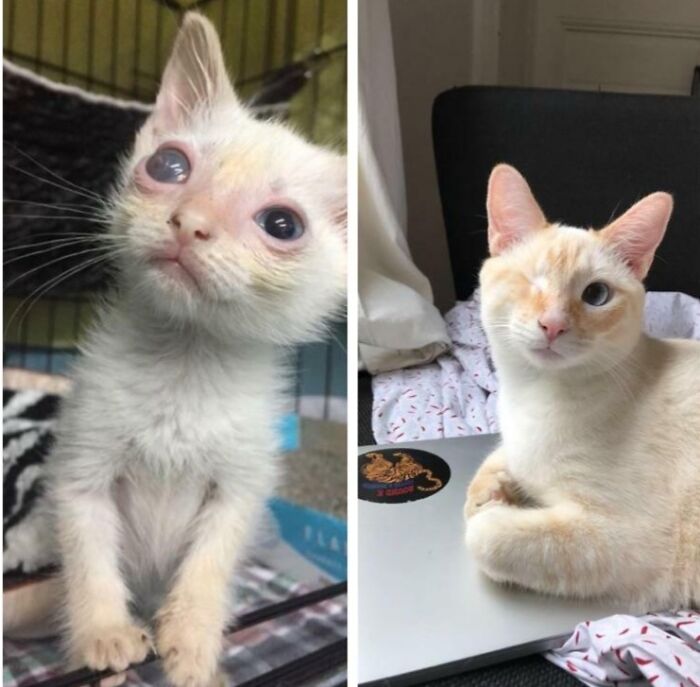 Before and after photos of a rescued pet, a white kitten with eye issues transforming into a healthy cat.