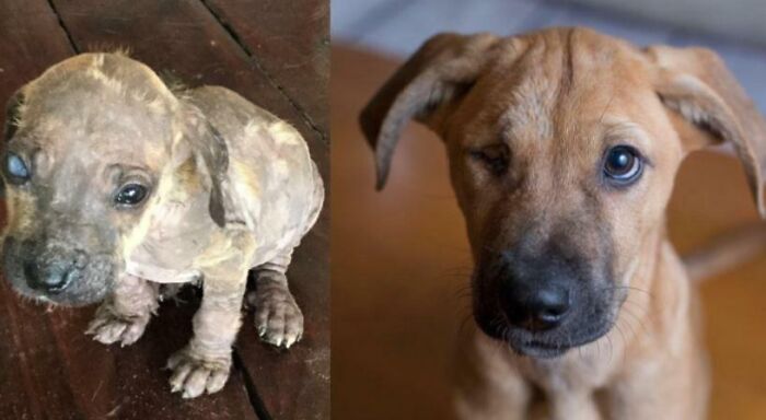 Before and after photos of a rescued pet, a hairless, sick puppy transforming into a healthy, brown dog.