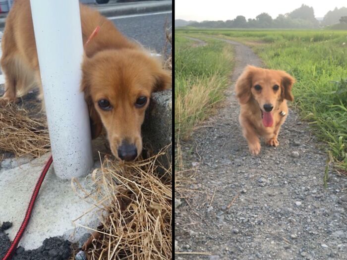 Before and after photos depict a shy, thin rescued pet outdoors, then a happy, well-fed dog walking on a path.