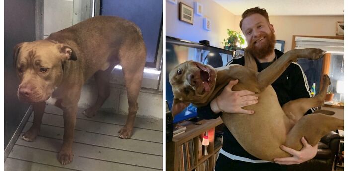 Before and after photos of a happy rescued dog in a man's arms, showing its transformation.