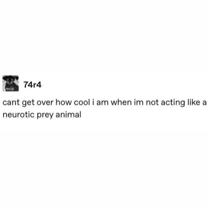 A tweet from '74r4' saying 'cant get over how cool i am when im not acting like a neurotic prey animal.' Hilarious memes for procrastinating.