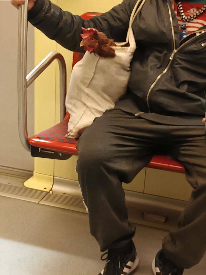 A person on a train with a chicken's head poking out of a bag, a common sight in Eastern Europe.