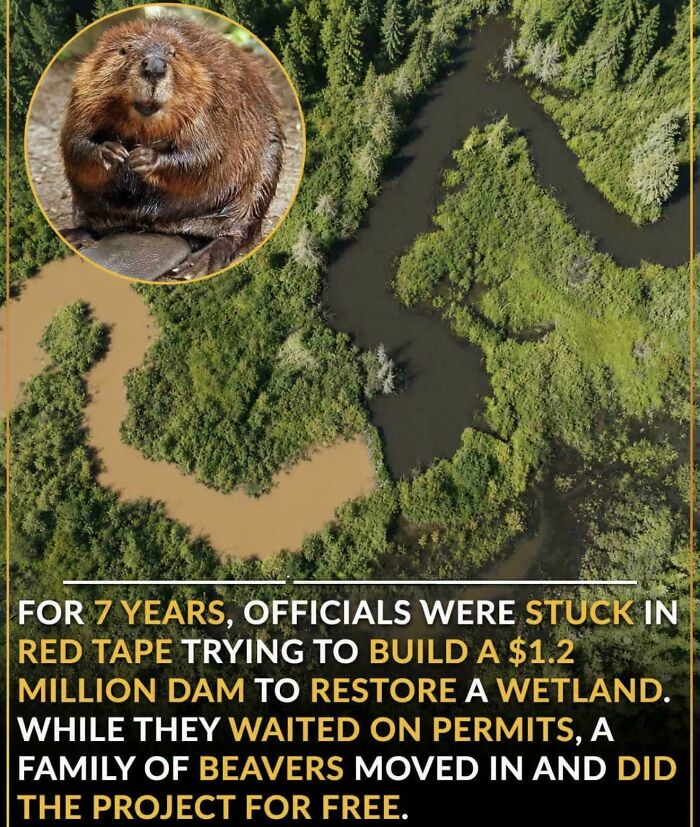 An image with a beaver in a circular inset above an aerial view of a river, illustrating how beavers built a dam for free, a random joke about bureaucracy.
