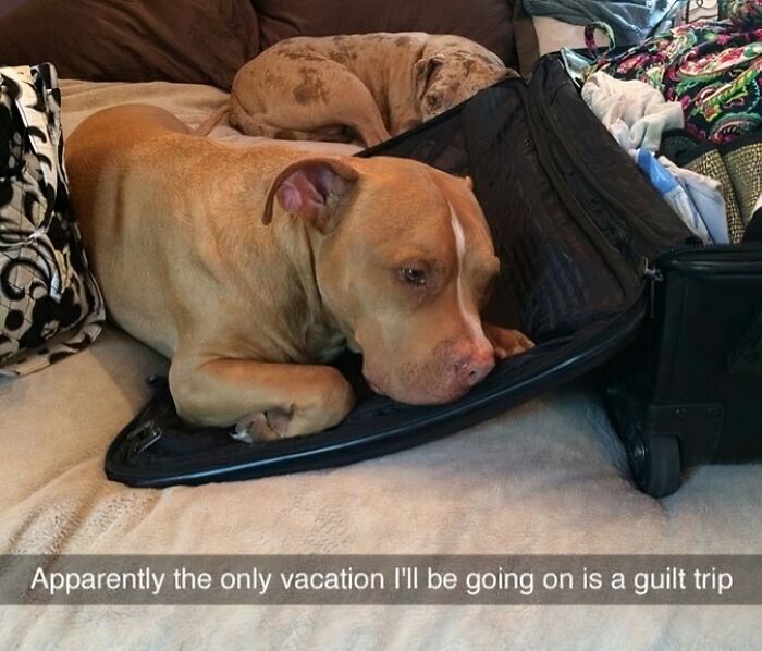 86 Relatable Travel Memes That Hit A Little Too Close To Home