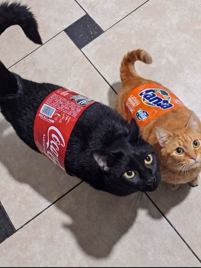 Two cats, one black with a Coca-Cola label and one orange with a Fanta label, a cute random joke.