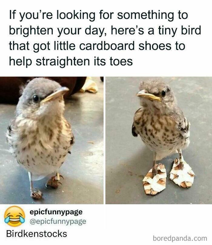 A tiny bird with cardboard shoes to help straighten its toes, a heartwarming random joke to brighten your day.