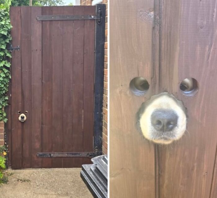 A charming wooden fence post renovation with a dog's snout peeking through, showcasing amazing home renovation efforts.