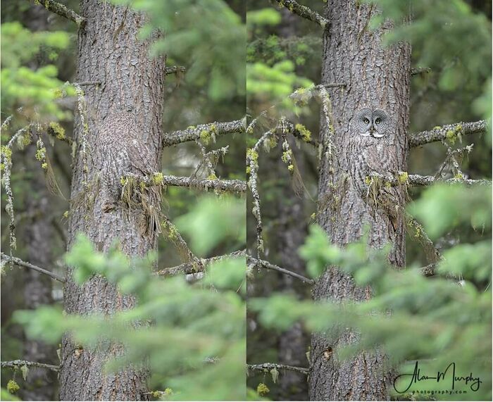 An owl camouflaged against a tree trunk, a fascinating find that blends perfectly with its internet surroundings.