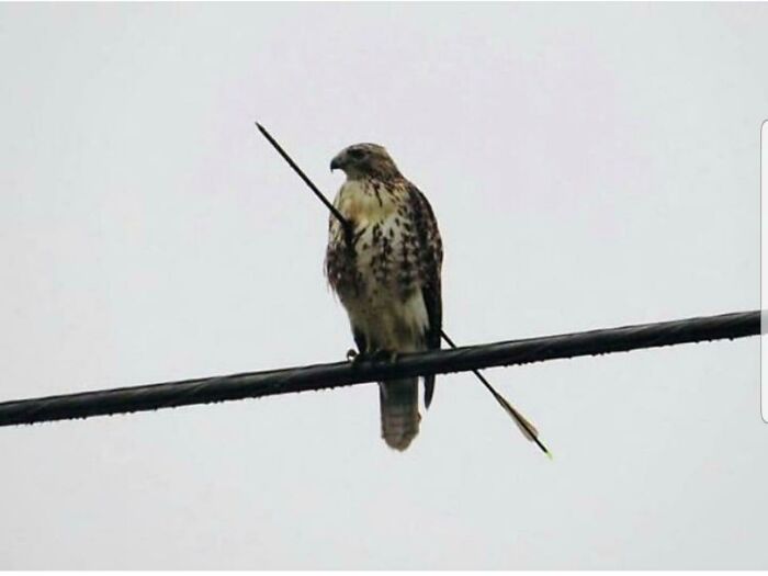 A hawk perched on a power line with an arrow pierced through it, a truly fascinating find.