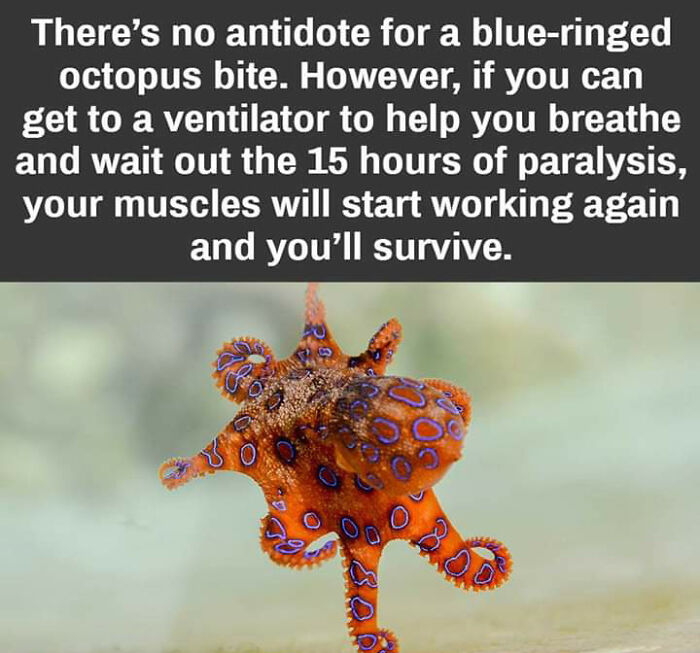 A vibrant blue-ringed octopus, illustrating fascinating finds and a critical fact about its venomous bite.