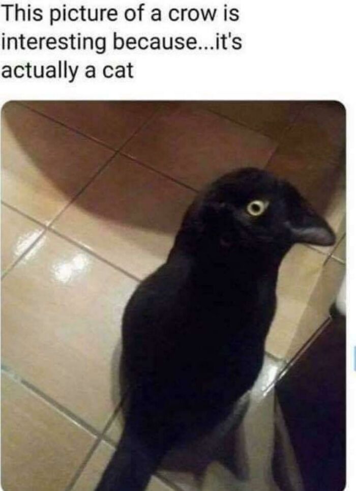 A black cat cleverly disguised as a crow, one of the fascinating finds showing optical illusions.