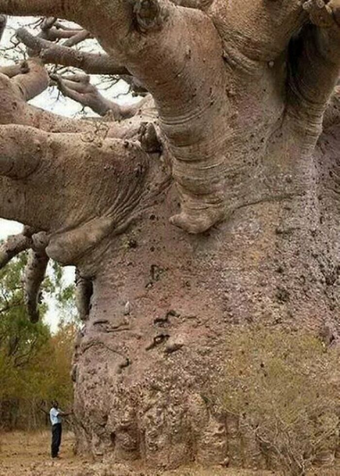 A massive, ancient baobab tree with a person standing at its base for scale, a fascinating find in nature.