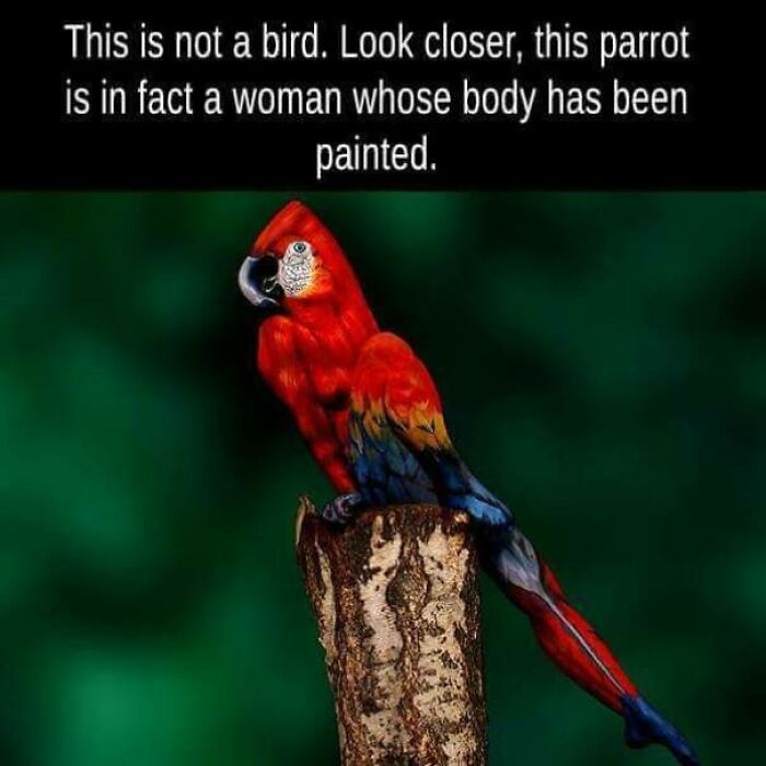 A fascinating find: an optical illusion of a woman painted to look like a parrot perched on a tree stump.