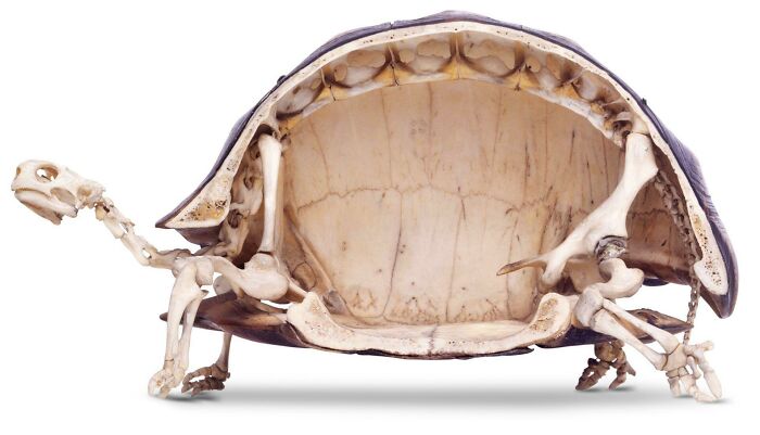 A fascinating find: an anatomical display of a turtle skeleton inside its shell, showing bone structure.