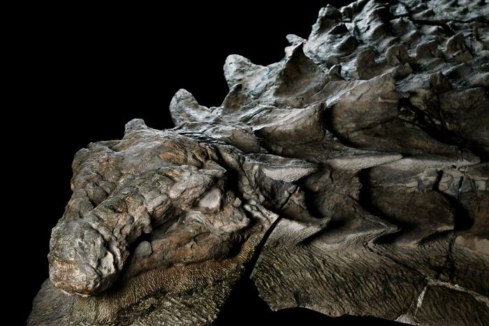A fascinating find: Close-up of a well-preserved dinosaur fossil with intricate scale details.