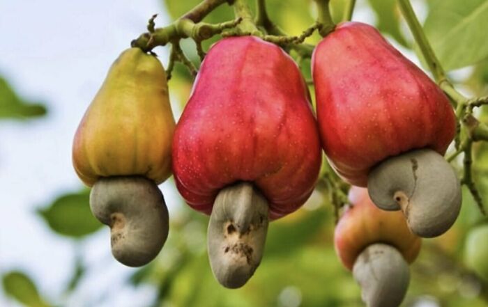 Fascinating finds: Cashew nuts growing on a tree, showing the fruit and the nut.