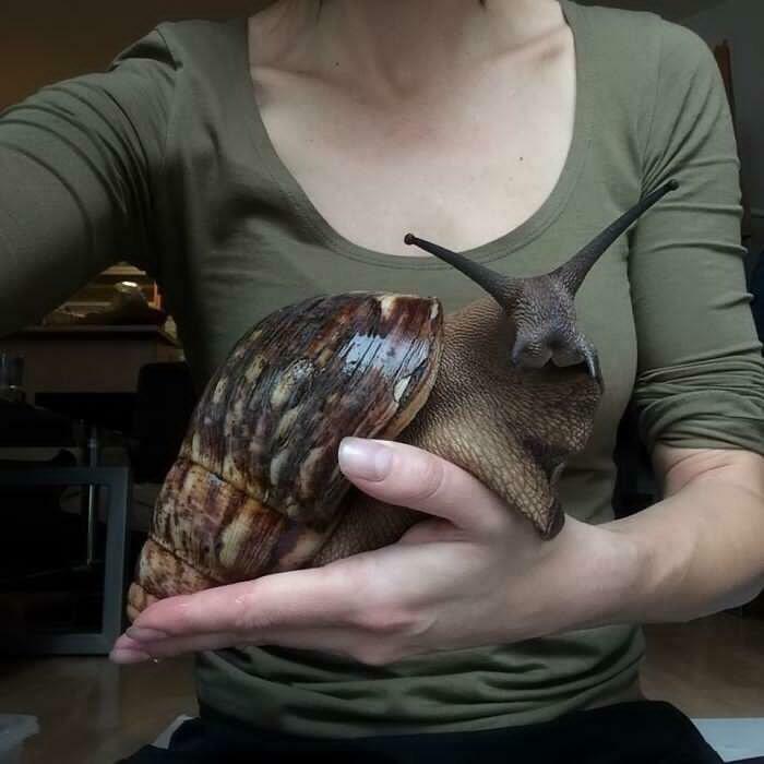 A person holding a giant African land snail in their hands, a fascinating find from the internet.