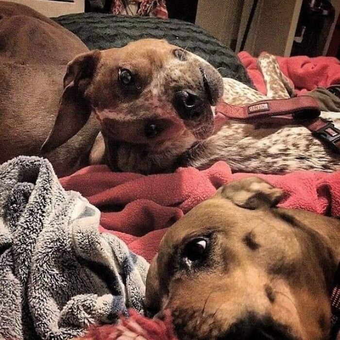 Two dogs lying cozily on a bed with blankets, one looking directly at the camera, a fascinating find for animal lovers.