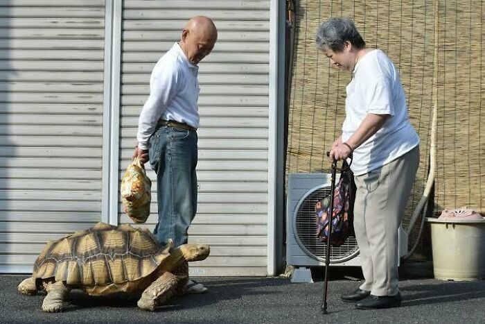 An elderly Japanese couple walking with their giant pet tortoise, a fascinating find discovered on the internet.