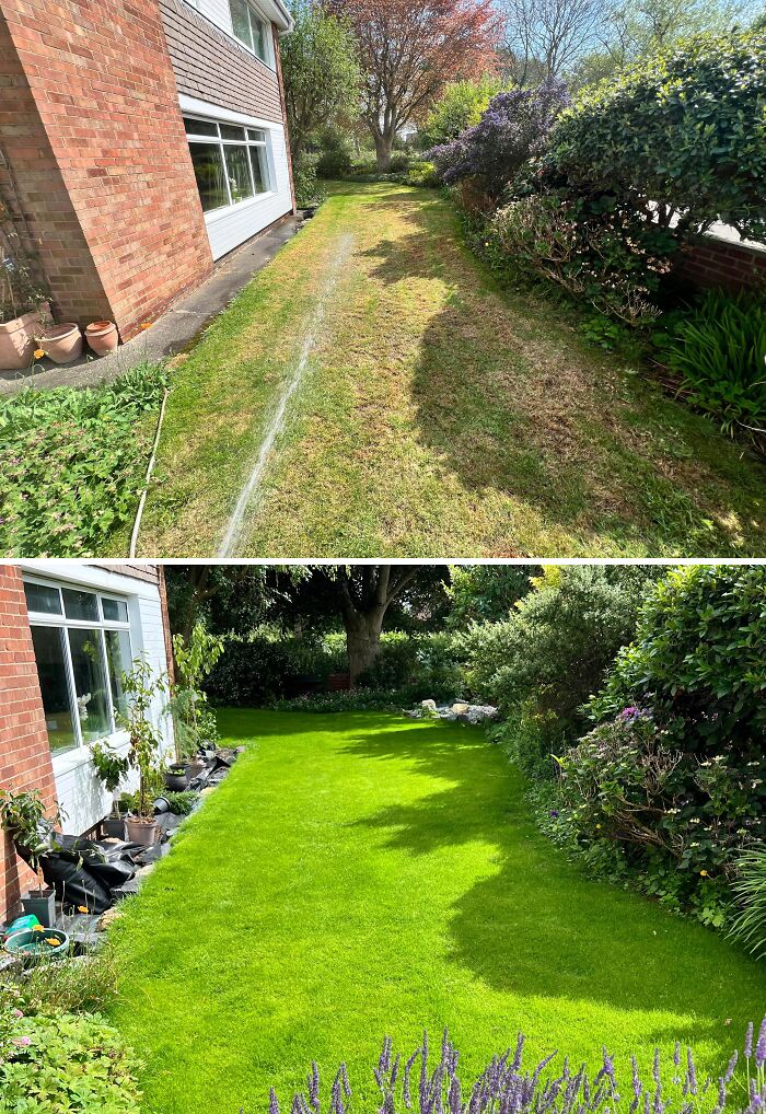Before and after image of a garden with a lush green lawn after home renovation.