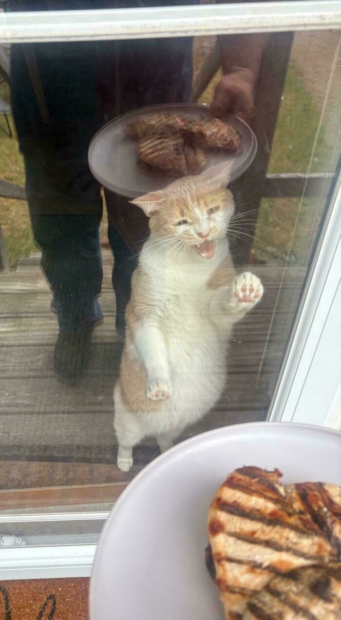 Orange and white cat meowing against glass door looking at grilled meat