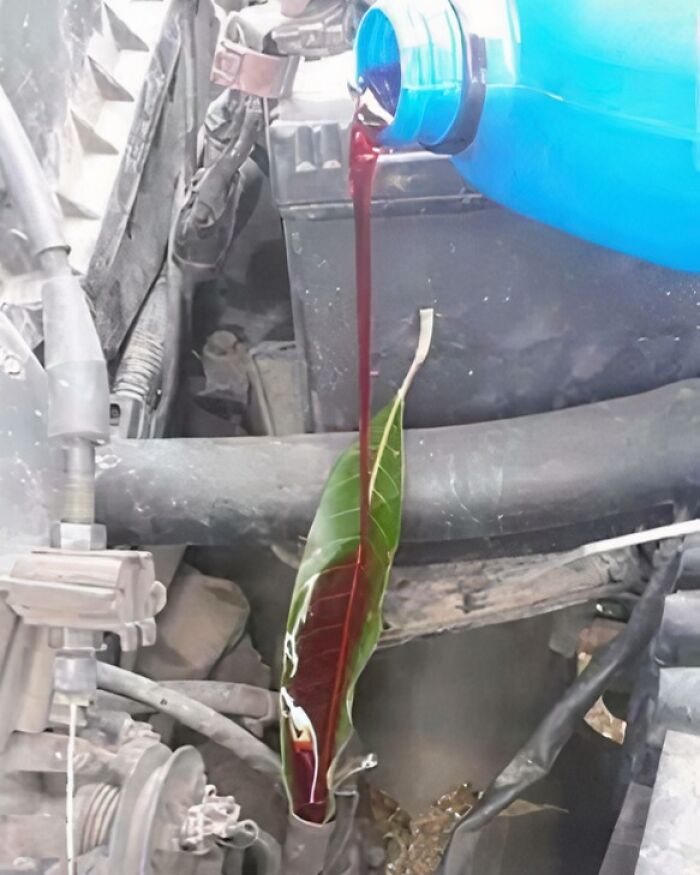 A bright green leaf used as a clever solution for pouring red liquid into an engine from a blue bottle.