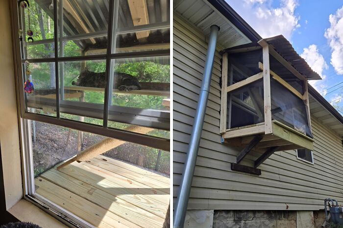 A dual image showing a cat relaxing inside a clever solution outdoor enclosure from a window, and the exterior of the catio attached to a house.